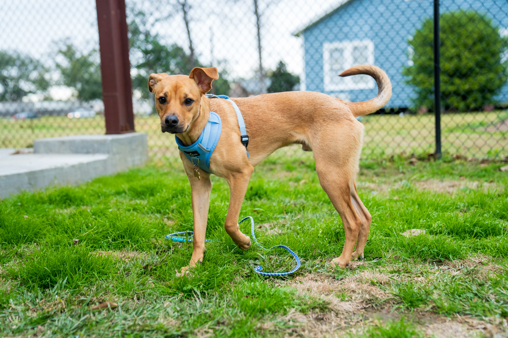 Dog in outdoor area at Bellevue Animal Clinic facility
