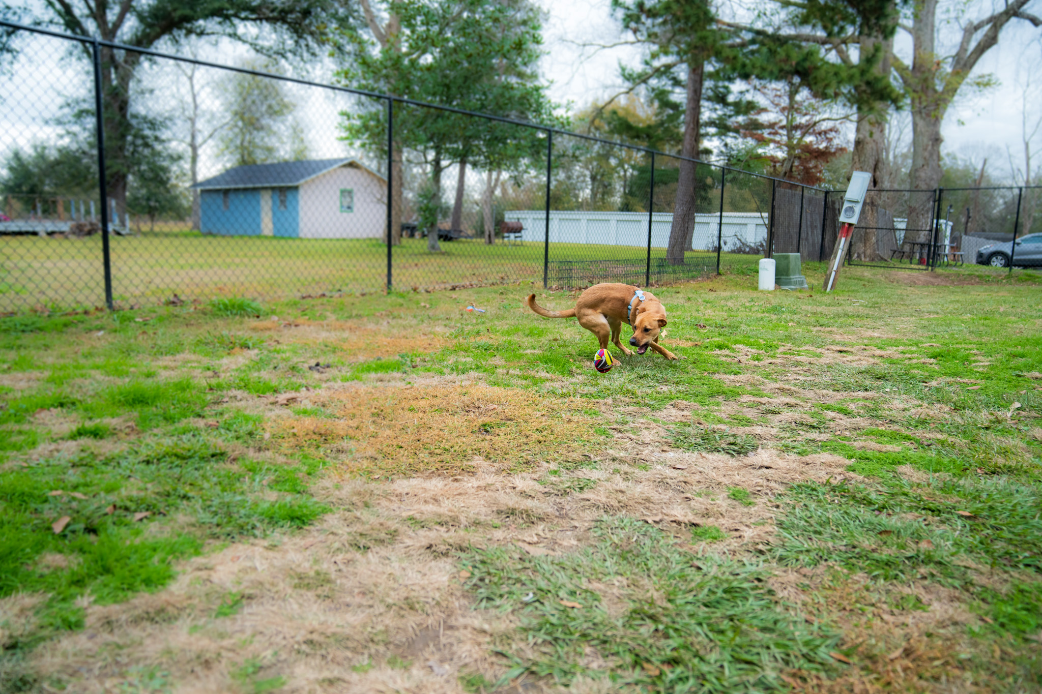 Dog playing in outdoor area at Bellevue Animal Clinic boarding facility
