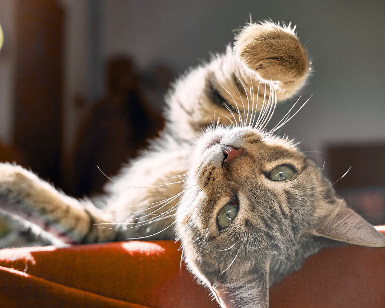 Healthy Paws Club - Cat Annual Wellness