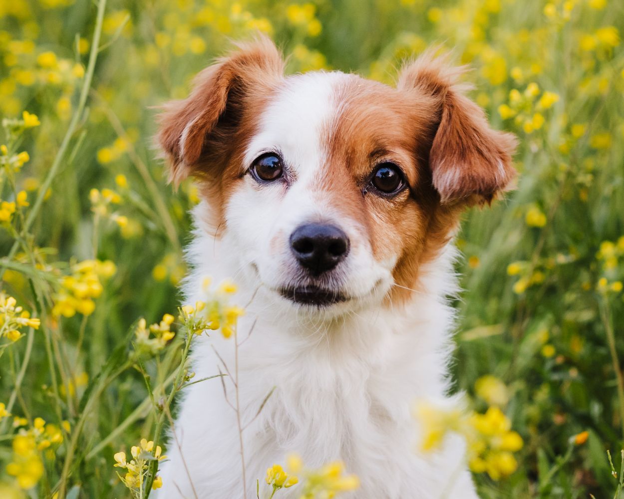 Healthy Paws Club - Dog Annual Wellness